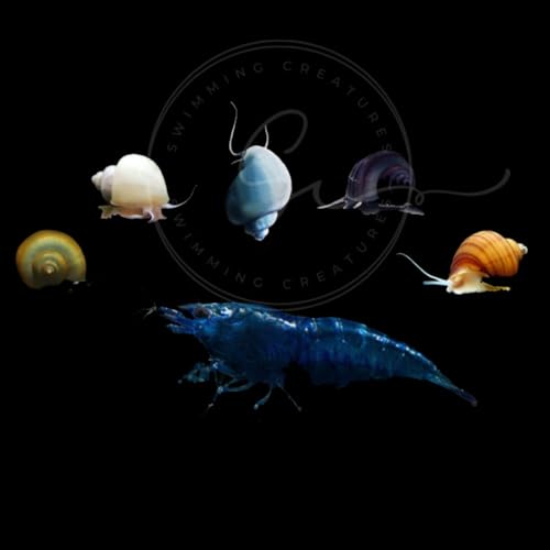 Image of Swimming Creatures Freshwater Aquarium Shrimp - A Perfect Combo to Brighten Your Aquarium! (20 Blue + 1 Mystery Snail) (Pomacea bridgesii)