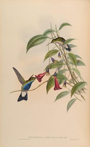 Affiche Impression d'art Oiseau Hypuroptila Gould Image Sur Toile 60x90cm