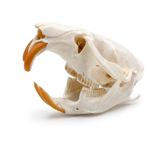 Image of Taxidermy Real Muskrat Animal Skull Decor - Model Animals Bones Specimen,Taxidermy Supplies for Science Education,Collection (Muskrat)