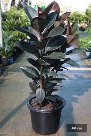 GOLAPKOLONT Rubber tree live plant (Pack of 1) LIVE PLANT (B0D2BMVZPV) Amazon Price History, Amazon Price Tracker