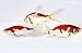 Toledo Goldfish Live Sarasa Comet Goldfish for Ponds, Aquariums or Tanks – USA Born and Raised – Live Arrival Guarantee (3 to 4 inches, 25 Fish)