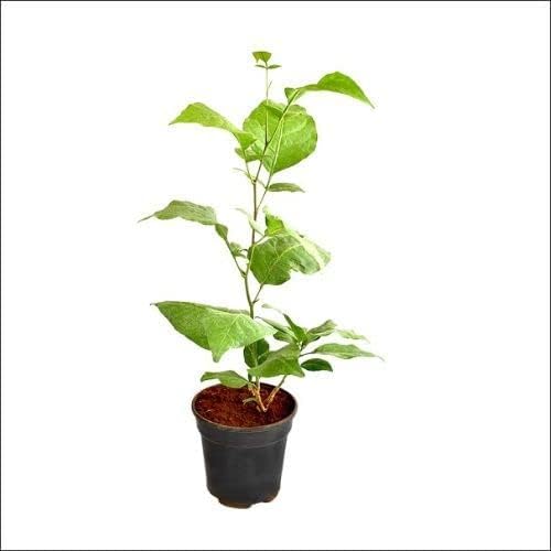 Image of Bel Patra Live Plant with Pot | Aegle Marmelos Bael Tree Sacred Shivling Puja Plant | Ayurvedic Fruit Tree for Home Garden Balcony Terrace Outdoor Gardening | Pack of 1