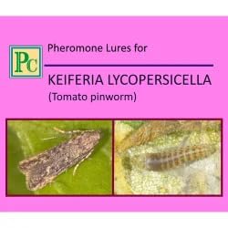 Pheromone Replacement Lures for Keiferia lycopersicella (Tomato Pinworm) -10 Pack | Plants of The Nightshade Family, (Solanaceae), are The Preferred Hosts of pinworms.-picture-26