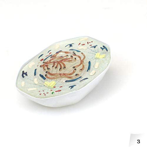 Image of Parco Scientific PB00160 Animal Mitosis 3D Model | 9 Stage Mitosis Demonstration | Biology Classroom Cell Division Display | Detailed Open Cell Organelles | Pieces Equipped with Stand | W Manual