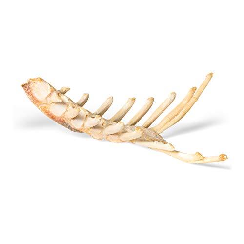 Image of 3B Scientific GmbH T30059 Horse Sternum