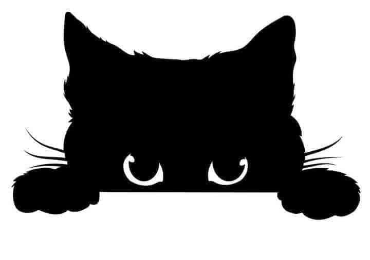 黒猫 まぁちゃん on X: 