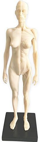 HUBERY MODELO - Figura de anatomía humana femenina de 11 pulgadas (blanco)