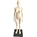 HUBERY MODEL 11 Inch Female Human Anatomy Model of Art Anatomy Figure(White)