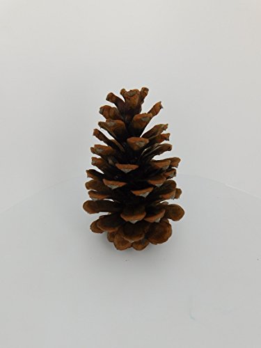 12 Ponderosa Decorative 3" - 5" Pine Cones Unscented Fall Winter Holiday Home Decor Vase Bowl Filler Displays Crafts #TOP4