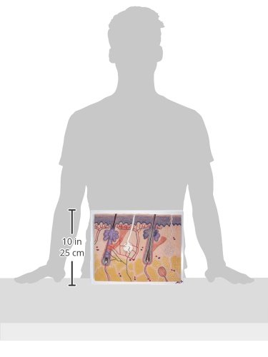 Image of 3B Scientific J10 Skin Section, 70 Times Full-Size, 10.2 inch x 13 inch x 2 inch