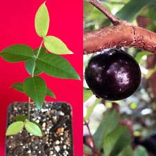 Amazon.com : Red Hybrid Jaboticaba Myrciaria Plinia cauliflora x