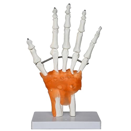 Image of Haobase Anatomical Joint Models Set, 6 Pieces Human Skeleton Display with Hand, Foot, Shoulder, Elbow, Hip, Knee, Medical Teaching Display (Hand Joint (Ligament))
