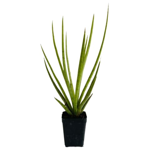 Hug A Plant | Silver Mikado (Sansevieria bacularis) - Live Snake Plant For Indoor (Home & Garden)-image-24