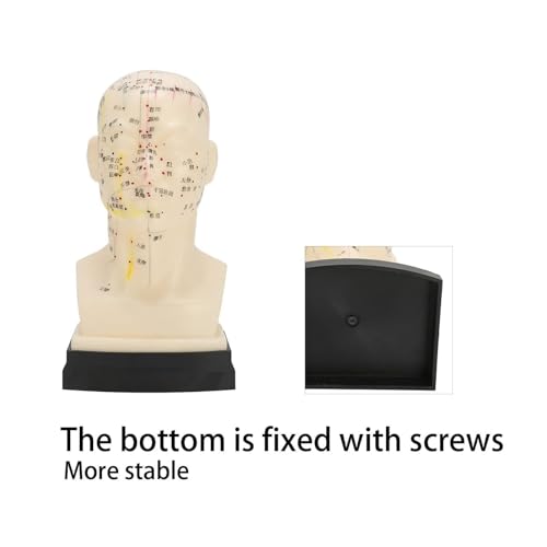 Modelo de Enseñanza Herramientas Humanas ACU, Modelo de Cabeza ACU Transparente para Puntos ACU Preciso miniatura 4