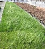Easy to grow 10 pezzi di semi di quercia Carex Pensylvanica:Seeds