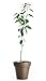 California only!! Cara Cara Navel Orange Tree, 2-3 feet Tall, grafted