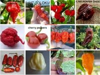 120 Semi PEPERONCINO in 12 Varietà delle Più Piccanti e Gustose del Mondo COLLEZIONE 2:TRINIDAD MORUGA SCORPION,BHUT JOLOKIA,CARIBBEAN RED HABANERO...