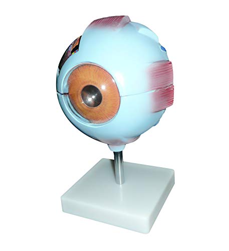 Aprodite - Modelo de ojo humano anatómico gigante