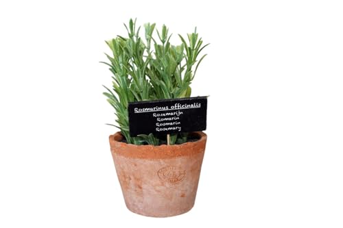 Esschert's Design AH012 - Maceta Artificial de Terracota Envejecida (tamaño Grande), diseño de Romero