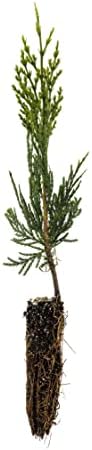 Incense Cedar | Small Tree Seedling | The Jonsteen Company