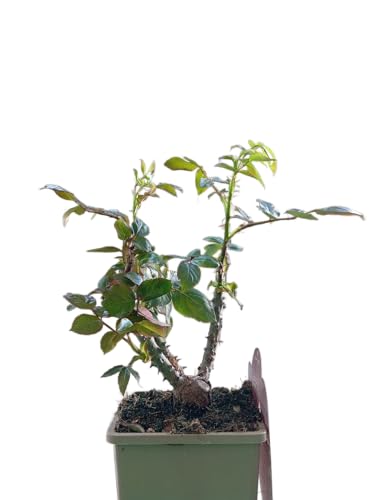 Rosal Rosa Compacto en Maceta – Arbusto de Rosas Vivas con Flores Variadas y Aroma