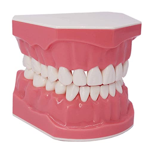 Generic 1004M 1.5 Times Large Dental Typodont Model Tooth Brushing Flossing Practice Model Demonstration Removable Lower Teeth thumb #8