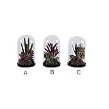 Cactus decorativo en recipiente de cristal de Hogarymas
