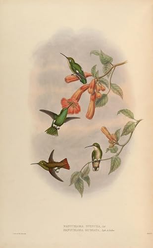 Peinture sur Toile Oiseau John Gould Habiller un Grand Mur Vide Chambre 60x90cm