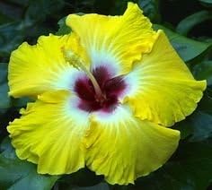 Egg Yoke Hardy Hibiscus Seeds - 20+ Seeds Per Packet