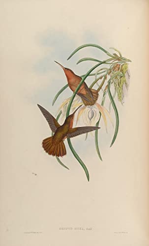 Affiche toile Grypus Spixi John Gould 60x90cm pour décoration murale de salon