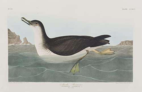 Ilustración de pájaros de América John Audubon: llena de vida tu salón con este lienzo