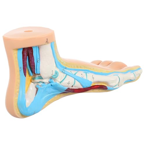 Vinyle de médical réaliste en modèle articulations pied contre les erreurs d'anatomie