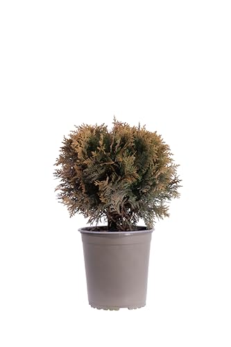 eGarden.store - Pianta vera di Tuia o Thuja Occidentalis Danica | Altezza: 30 cm - Diametro vaso: 19 cm | Conifera conica ornamentale da esterno in vaso da coltivare all'esterno