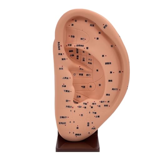 Modèle d'oreille acupoint pour s'exercer au massage et à la réflexologie