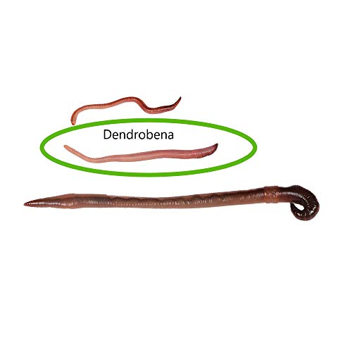 natursachede-I-Angelwurm-Dendrobena-der-Universal-Wurm-fuer-unbesorgtes-langes-Angeln-Anzahl100-STKBox