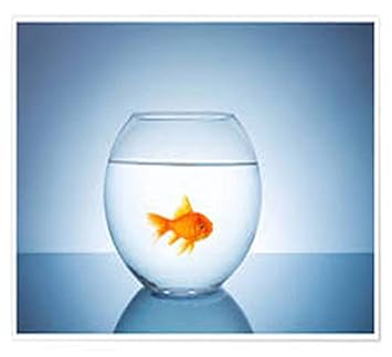 nogaiya Fish Bowl Glass Product Round Shape Transparent crystel Glass (Pack of 1)