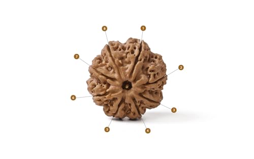 Image of Gemsmantra Energized 8 Mukhi Rudraksha Bead, Original Nepali Lab Certified, Natural Spiritual Accessory for Meditation and Spiritual Use for Men and Women (Regular Size)