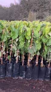 Cherimoya Dr White - Grafted Tree - 3 to 4 Feet - Ship in 3Gal Pot
