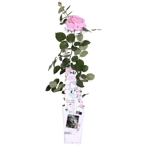Rosier Crazy in Love 'Pink' - ↨65cm - Ø15 - arbuste fleuri extérieur