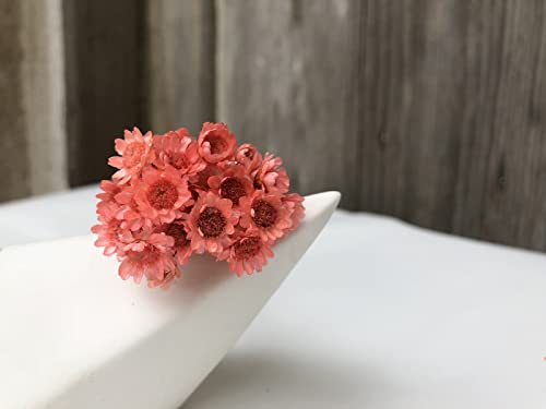 Mlsg 100 Stems Natural Dry Flowers Brazilian Small Star Daisy Decorative Dried Flowers Mini Daisy Chamomile Bouquet For Wedding Floral Arrangements Home Decorations Valentine's Day Gifts (Lotus Color) #TOP2