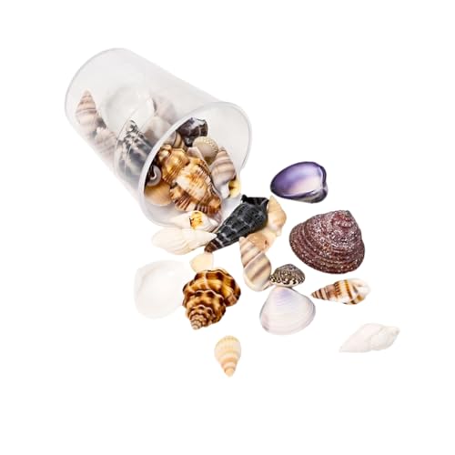 Seashells Projects Crafting Shells for Jewelry Decors and Artistic Creations