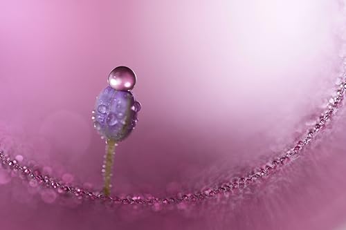 Sony FE 100mm F2.8 GM OSS Macro Lens with 1.4X Magnification (Sony E-Mount) by Sony - Image 5