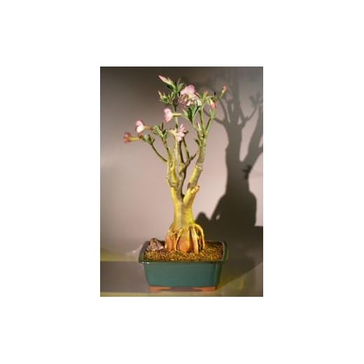 Flowering Desert Rose Bonsai Tree Setup