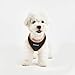 Puppia Soft Harness II - Weiches Hundegeschirr für kleine und mittelgroße Hunde - sehr komfortabel und verstellbar, Schwarz, S