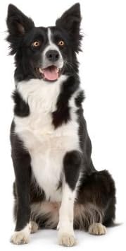 border collie cake topper