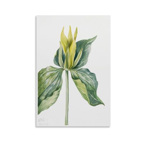 Wake-Robin by Mary Vaux Walcott�A�[�g���[�N�{�[�h�A�E�H�[���X�e�b�J�[�A�C���e���A�f�U�C���|�X�^�[�A�����◾�̑����A�V�z�j���̃M�t�g�B 20x30inch(50x75cm) Unframe-style