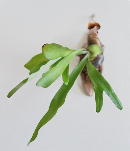 قڂق炩ŃIV݂艺CeA?rJNV_ RE