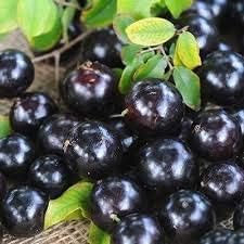 100 Jabuticaba Fruit Seeds