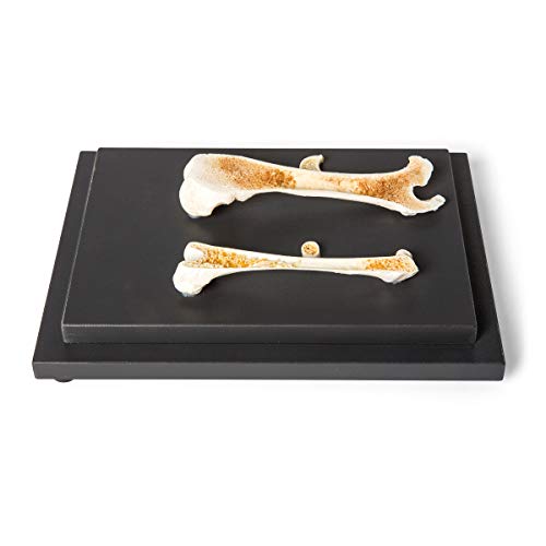 Image of 3B Scientific GmbH T30053 Comparison of Bird and Mammal Bones