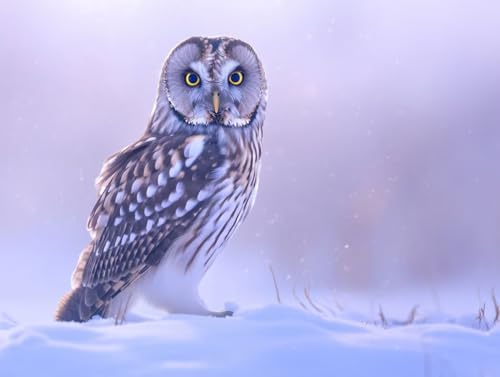 �������G ��̃t�N���E �A�N�����G�̋� �Z�b�g�ƃu���V�t�� DIY Paint by Numbers �������G ��l�p ���S�� ����G��L�����o�X �h��G ���� �A�[�g�N���t�g �z�[���f�R���[�V���� �v���[���g�C���e���A �Ǐ��� 40x60cm (�t���[